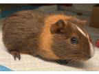 Adopt King a Guinea Pig small animal in Staten Island, NY (33777752)