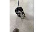 Adopt ADOPTED a Black Beagle / Mixed dog in Fort Worth, TX (33777668)