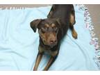 Adopt Rebecca a Brown/Chocolate Doberman Pinscher / Mixed dog in South Elgin