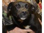 Adopt Kacey a Black Beagle / Border Collie / Mixed dog in Bowling Green