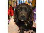 Adopt Owen a Black Beagle / Mixed dog in Bowling Green, KY (33776846)
