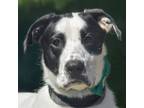 Adopt Alfredo a Black - with White Labrador Retriever / Pointer / Mixed dog in