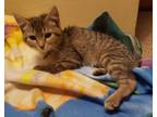 Adopt Candy Cane a Brown Tabby Domestic Shorthair / Mixed cat in Forest Lake