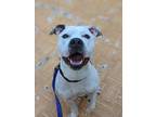 Adopt Duke a White American Staffordshire Terrier / Mixed dog in Oak Pak