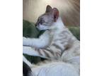 Adopt ZAHKMA’AT a Tan or Fawn Egyptian Mau / Mixed (short coat) cat in Saint