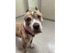 Adopt Renesmee a Brindle American Pit Bull Terrier / Mixed dog in Noblesville