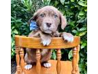 Adopt Theodore a Brown/Chocolate Labrador Retriever / Mixed dog in Pittsboro