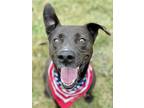 Adopt Molly a Black American Pit Bull Terrier / Mixed dog in Burton