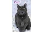 Adopt Purl (C13-139) a Gray or Blue Russian Blue / Domestic Shorthair / Mixed