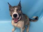 Adopt River a Brindle Catahoula Leopard Dog / Mixed dog in Woodbury