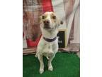 Adopt Kipper a White Mixed Breed (Small) / Mixed dog in Wichita Falls