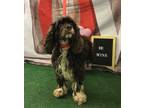 Adopt Mazie a Brown/Chocolate Cocker Spaniel / Mixed dog in Wichita Falls
