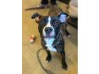 Adopt Pong a Brown/Chocolate Boxer / American Pit Bull Terrier / Mixed dog in