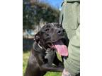 Adopt Morgan a Black American Pit Bull Terrier / Mixed dog in New Orleans