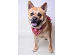 Adopt 22-034D Cookie a Red/Golden/Orange/Chestnut Chow Chow / Mixed dog in