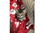 Adopt a Brown Tabby Domestic Shorthair / Mixed (short coat) cat in Hesperia