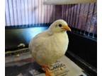 Adopt a White Quail / Mixed bird in Camarillo, CA (33777357)