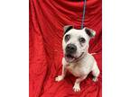 Adopt *ANDREA* a White American Pit Bull Terrier / Mixed dog in Dayton