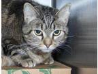Adopt SWEETHEART a Brown Tabby Domestic Shorthair / Mixed (short coat) cat in