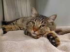 Adopt *CARL a Brown Tabby Domestic Shorthair / Mixed (short coat) cat in