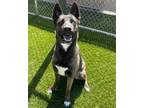 Adopt BEXLEY a Tan/Yellow/Fawn German Shepherd Dog / Mixed dog in Downey