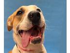 Adopt Jasmine a Brown/Chocolate Labrador Retriever / Mixed dog in Woodbury
