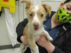 Adopt Tofu a White Australian Shepherd / Mixed dog in Irving, TX (33776965)