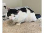 Adopt Jasper a White Domestic Shorthair / Domestic Shorthair / Mixed cat in