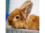 Adopt *TEDDY a Fawn Other/Unknown / Mixed rabbit in Las Vegas, NV (33777380)