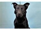 Adopt DEXTER a Black Labrador Retriever / Mixed dog in Ft Lauderdale