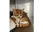 Adopt 22-029C a Orange or Red Domestic Shorthair / Domestic Shorthair / Mixed