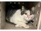 Adopt a Brown Tabby Domestic Shorthair / Mixed (short coat) cat in Moreno