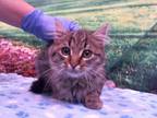Adopt a Brown Tabby Domestic Mediumhair / Mixed (medium coat) cat in Moreno