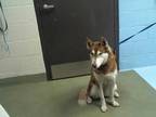 Adopt CARMELA a Red/Golden/Orange/Chestnut - with White Husky / Mixed dog in