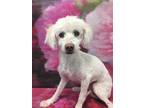 Adopt *NOODLES a White Poodle (Toy or Tea Cup) / Mixed dog in Henderson