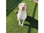 Adopt JENSEN a Tan/Yellow/Fawn - with White American Pit Bull Terrier / Labrador