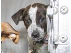 Adopt BURT a Black - with White Australian Cattle Dog / Mixed dog in St.