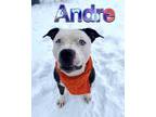 Adopt Andre a Black American Pit Bull Terrier / Mixed dog in Louisville