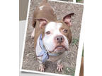 Adopt Tommy HW+ a Brown/Chocolate American Pit Bull Terrier / Mixed dog in
