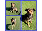 Adopt WISHBONE a Brown/Chocolate - with Black Labrador Retriever / Mixed dog in
