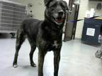Adopt a Tricolor (Tan/Brown & Black & White) German Shepherd Dog / Mixed dog in