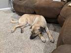 Adopt a Tan/Yellow/Fawn - with Black Anatolian Shepherd / Mixed dog in Austin