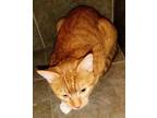 Adopt Saco a Orange or Red Domestic Shorthair / Domestic Shorthair / Mixed cat