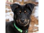 Adopt Arroz a Black Shepherd (Unknown Type) / Labrador Retriever / Mixed dog in