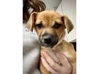 Adopt Skye a Tan/Yellow/Fawn Mixed Breed (Medium) / Mixed dog in Burton