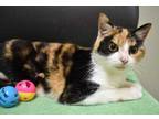 Adopt Posie a White Domestic Shorthair / Domestic Shorthair / Mixed cat in