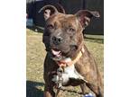 Adopt Diamond a Brown/Chocolate Mixed Breed (Large) / Mixed dog in Blackwood
