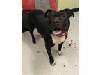 Adopt a Black - with White American Pit Bull Terrier / Mixed dog in