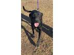 Adopt Axel a Black Labrador Retriever / Mixed dog in Sparta, TN (33776363)