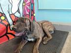 Adopt BUBBA a Brindle Mastiff / Mixed dog in Baldwin Park, CA (33776303)